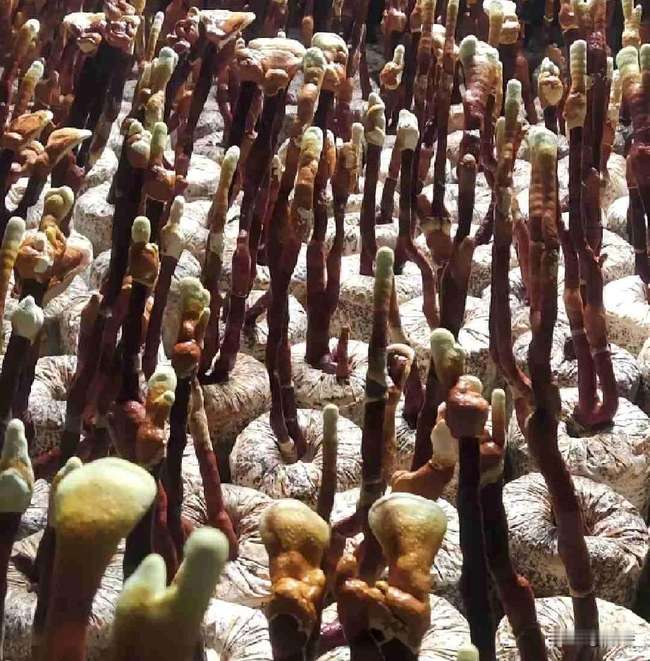 宜宾又一农户投资被骗，农业没有“躺赚”的项目，越是把收益吹得天花乱坠，越要捂紧钱