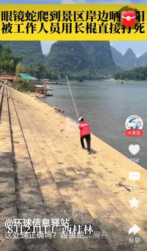 广西，一江边景区上有一条剧毒眼镜蛇悄悄爬上岸，趴在景区台阶边晒太阳。值守工作人员