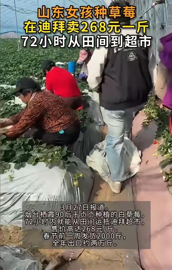 赚翻了！烟台90后女孩把白草莓卖进迪拜，一斤268元，一周狂销2000斤“简