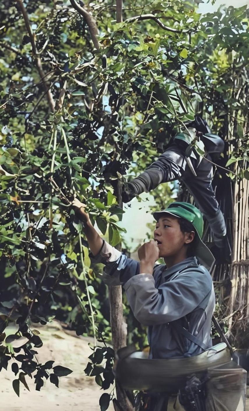 照片拍摄于二战日军侵华期间，侵华日军士兵正在采摘果树上的果子，还没有来得及清洗，