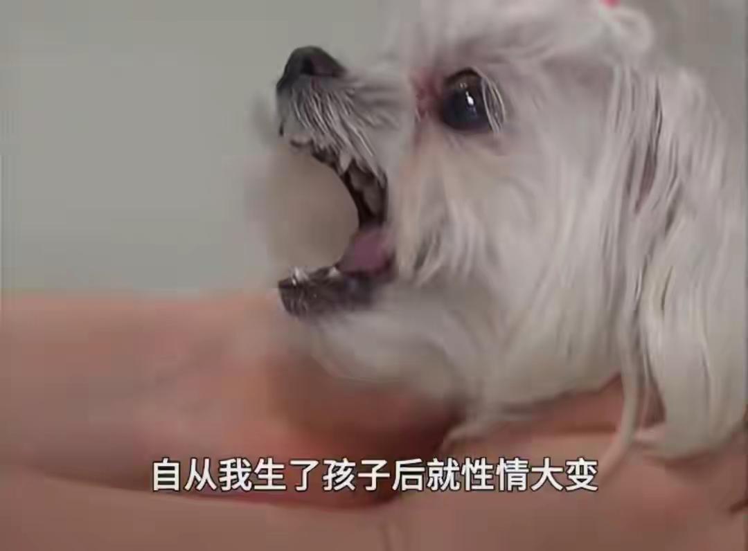 痛心！出生17天，脑袋被咬穿！监控拍下的这一幕让全家后背发凉这起真实发生的