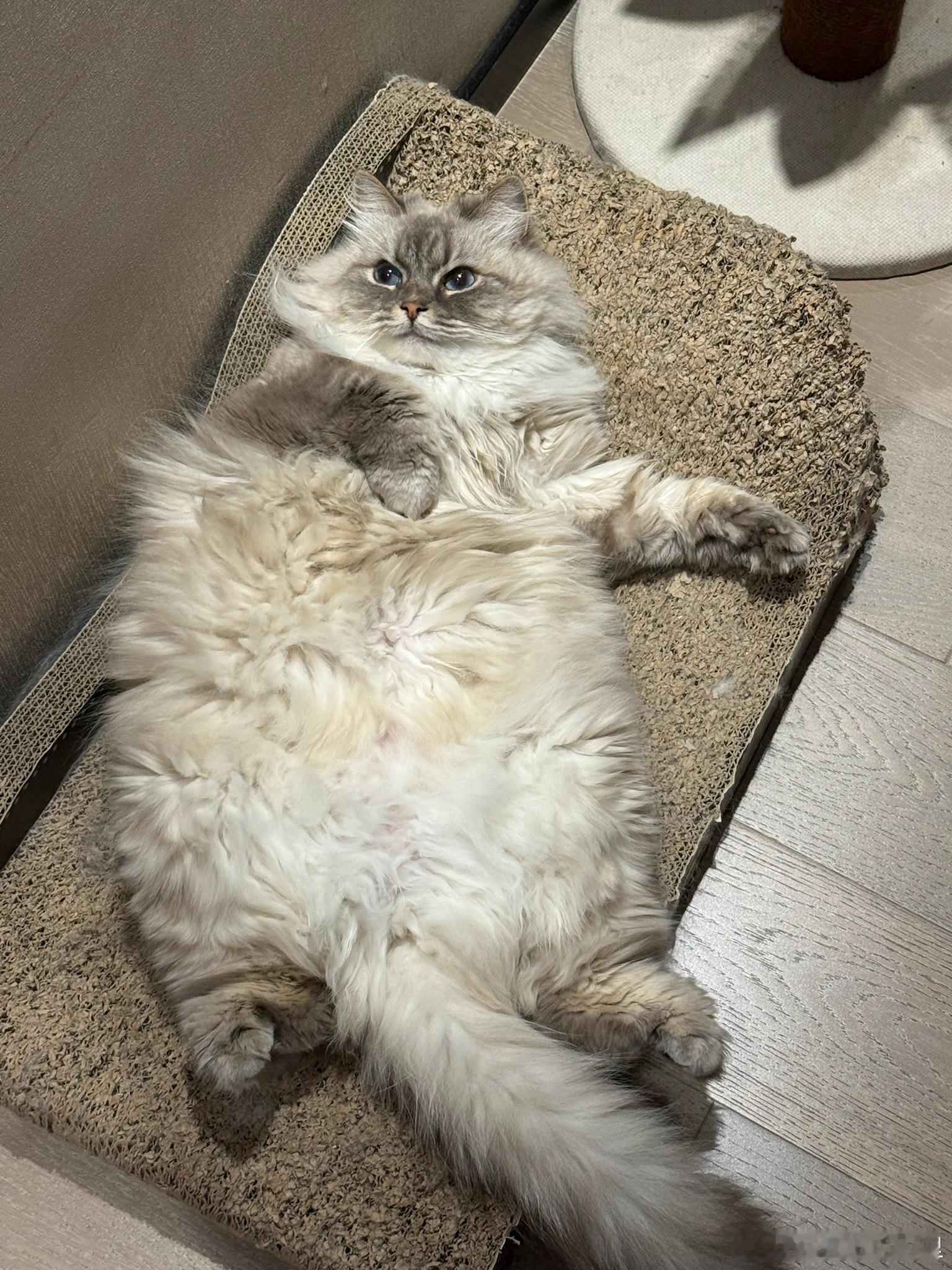 又到了猫猫掉毛季节了，有时候从眼睛也能拉出几根猫毛出来😂大家的小猫都开始掉毛了