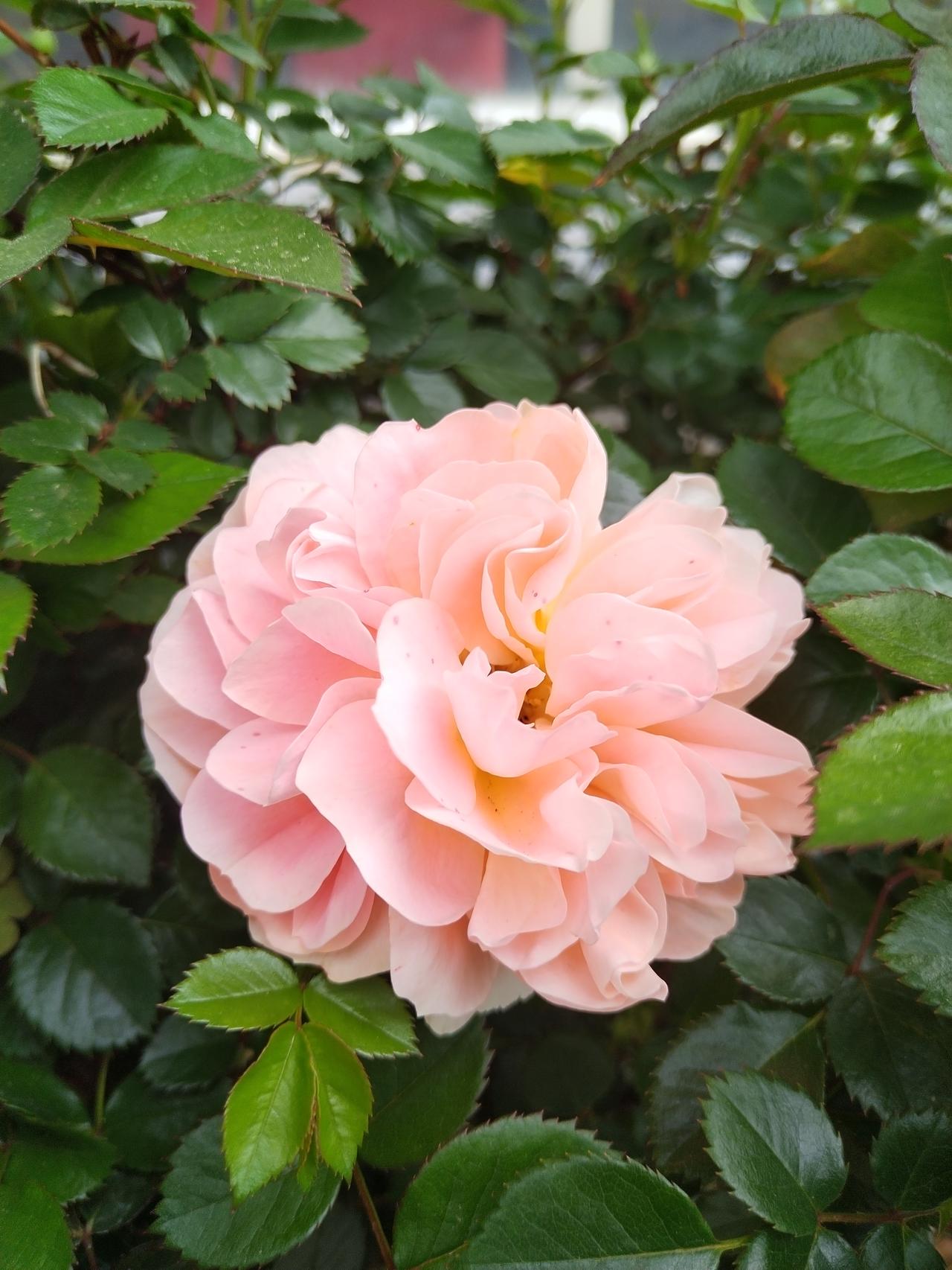 【趣联联趣】上联：？下联：花田，迎来瘦客露中眠【一字千金】《访春·其六》