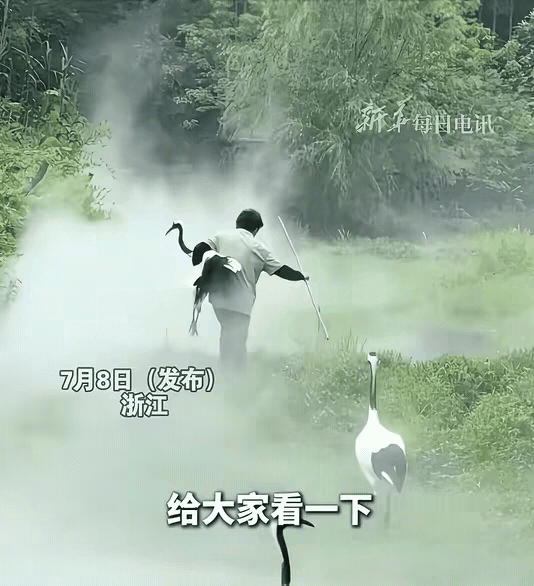 浙江林间云雾缭绕，上演极具仙气的一幕。饲养员大妈见丹顶鹤迟迟不肯归巢，伸手轻轻抱