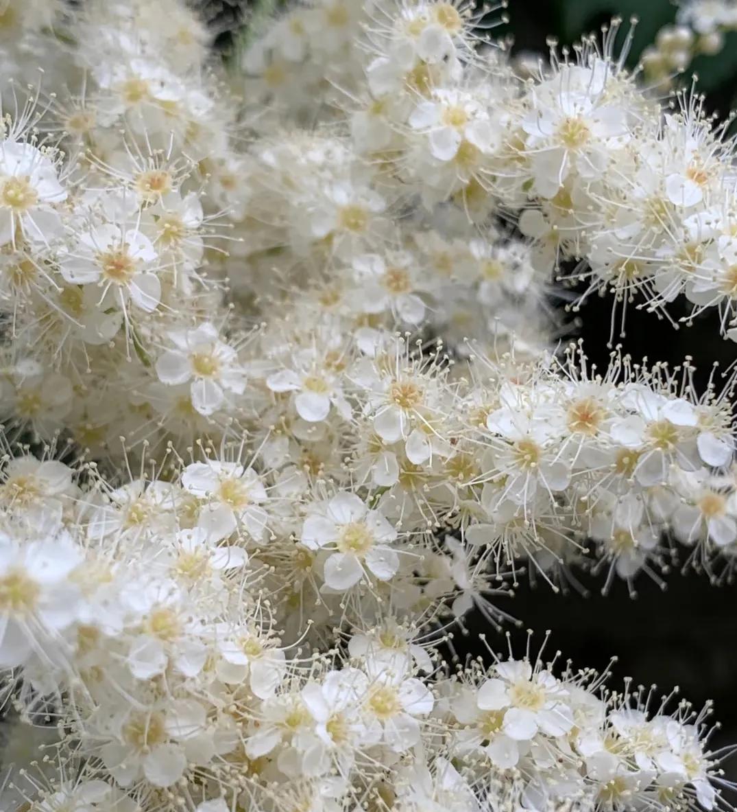 我拍的仙子花！这玩意儿叫：珍珠梅7月中下旬在川西偶遇的花花沿途满山野生的很多