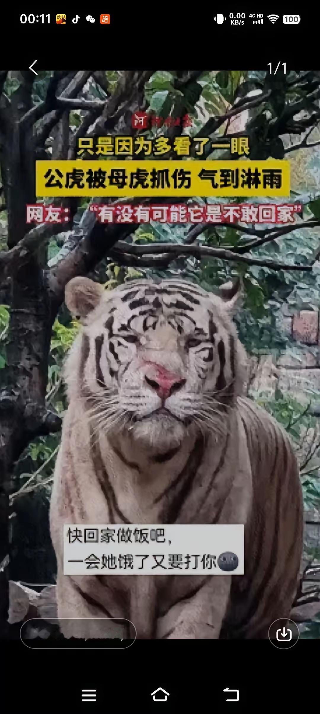 河南郑州市某景区突降暴雨，一只公老虎伫立雨中，纹丝不动。众人满心疑惑，凑近一瞧，