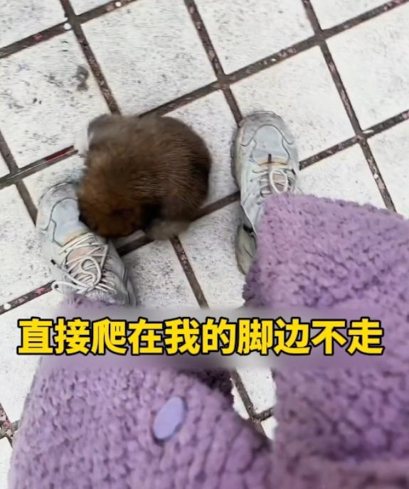 双向救赎！捡来的流浪小狗，用一生报恩善良从不白费，当初随手收留的弃养小狗，