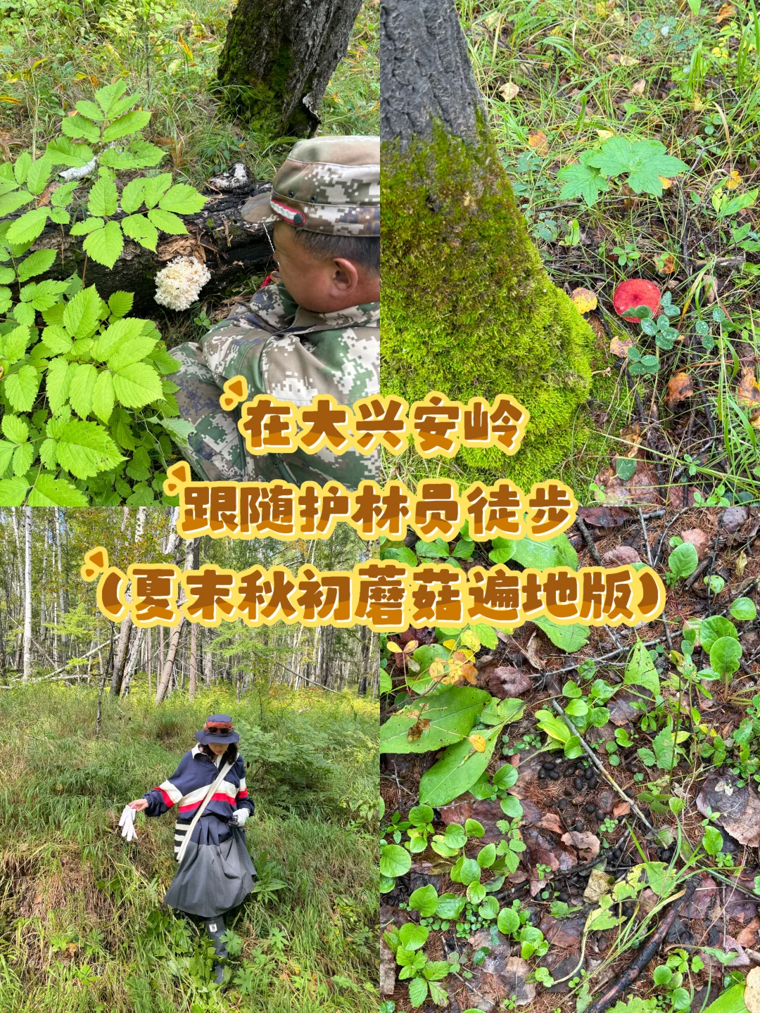🍄在大兴安岭跟护林员徒步采蘑菇❗