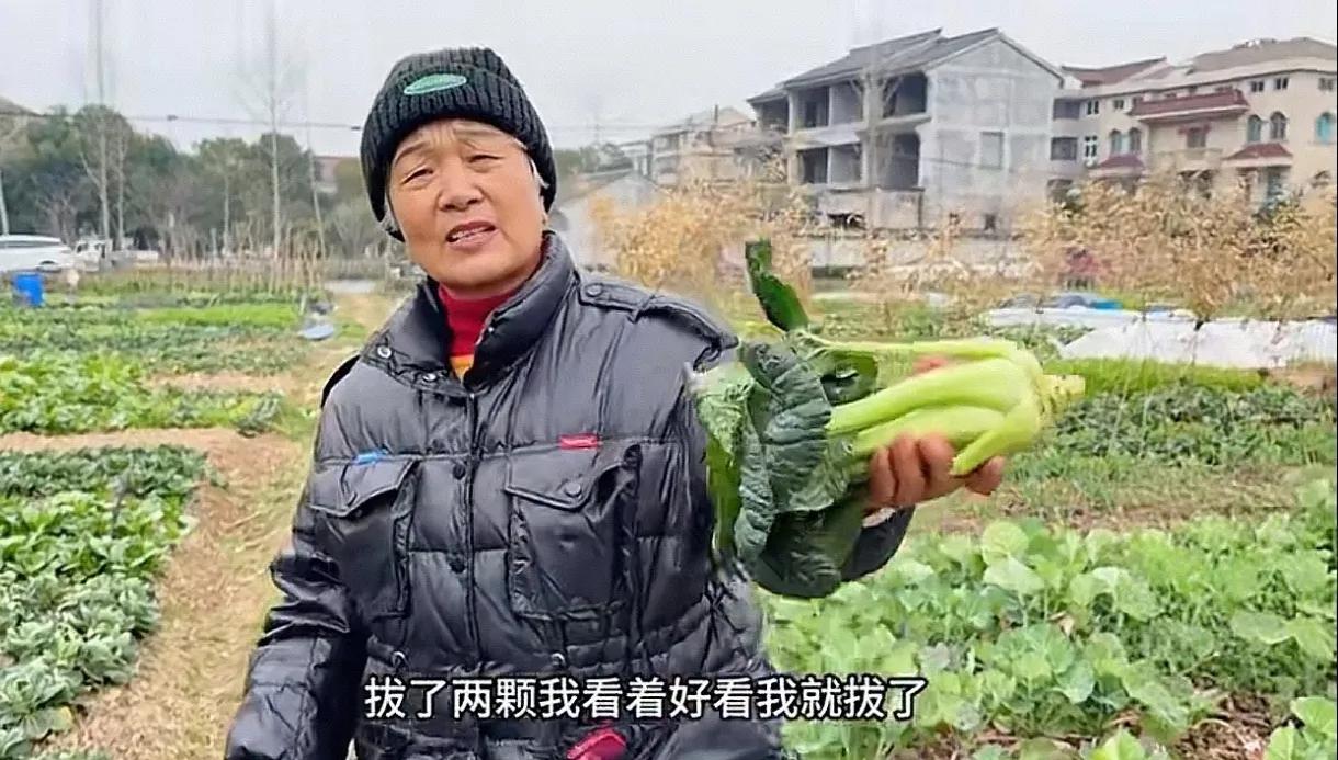 我想知道，这位在别人菜地里把拔野菜的大娘到底是哪里人？她的儿女看到他们的母亲这样