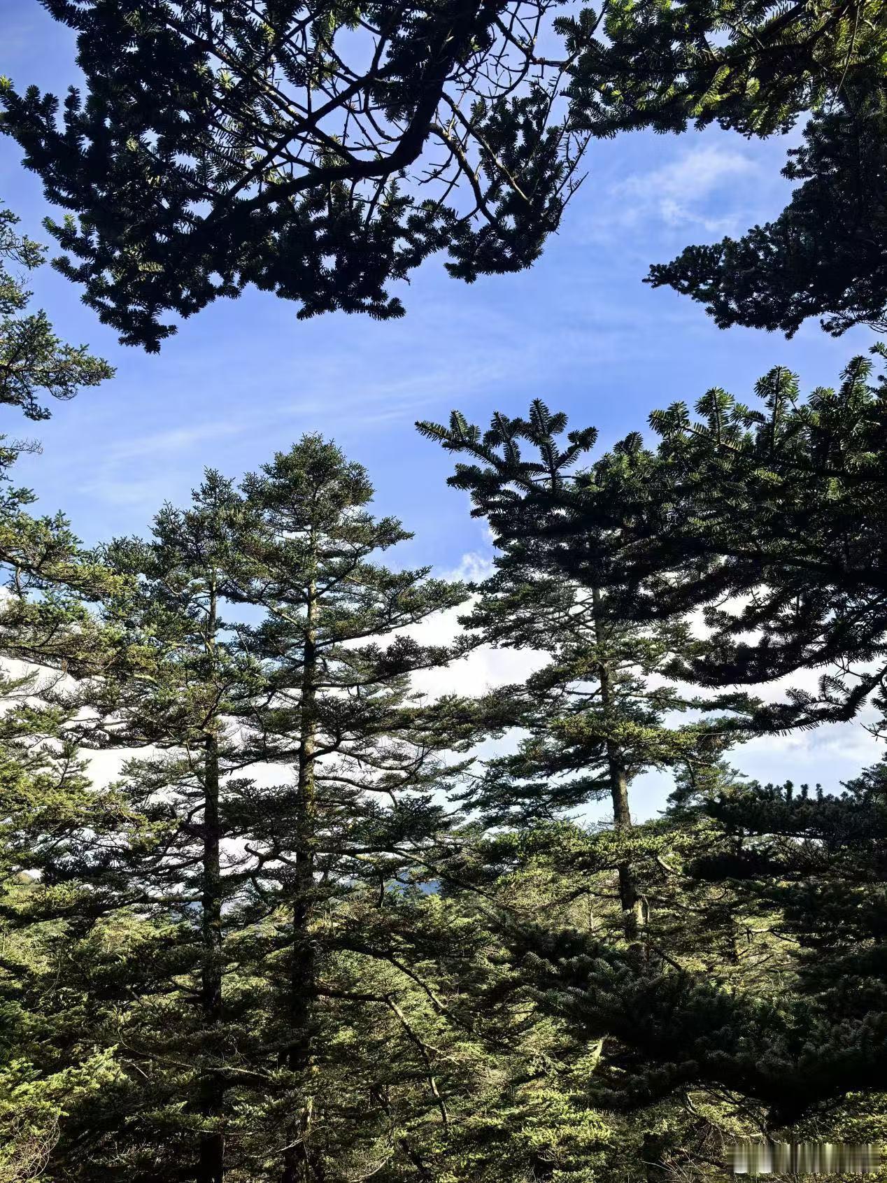 青藏高原有多处远古人类痕迹青藏高原远古时代就有人了又学到新知识了，青藏高原远古