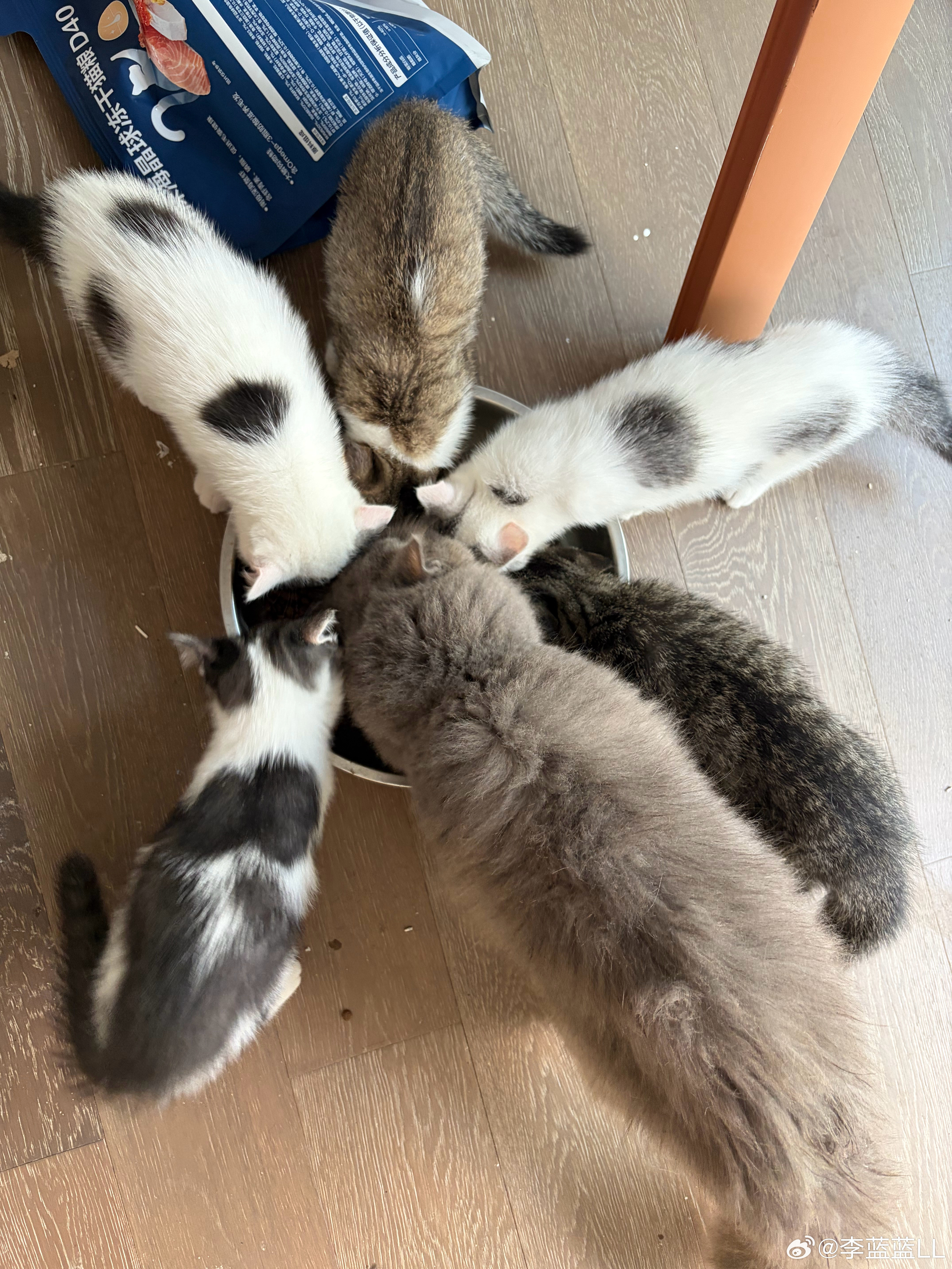我这是养猫还是养猪？谁家小猫两个月胖成这样？！天天就知道吃和玩。[doge]​​​