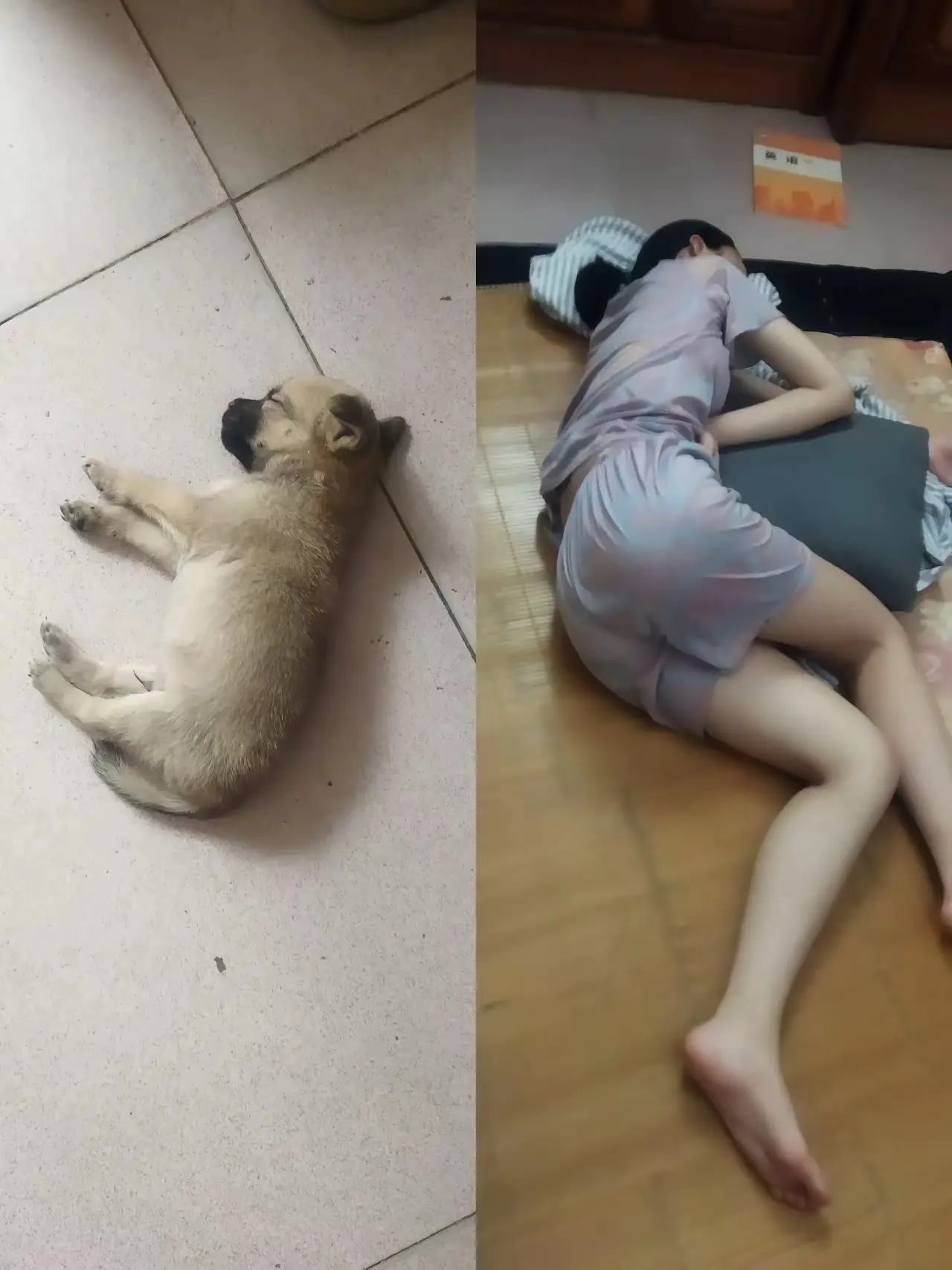 家里两个狗，睡觉的姿势都差不多！都是好吃懒做的家伙！