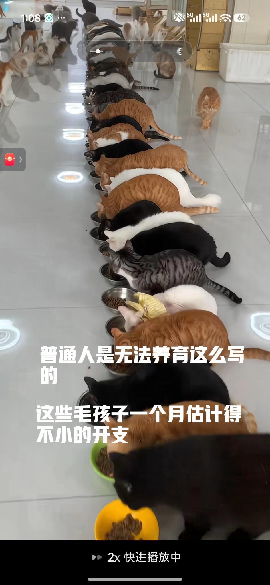  这才叫巅峰养猫者吧？几十只猫排队干饭，秩序感直接拉满！
