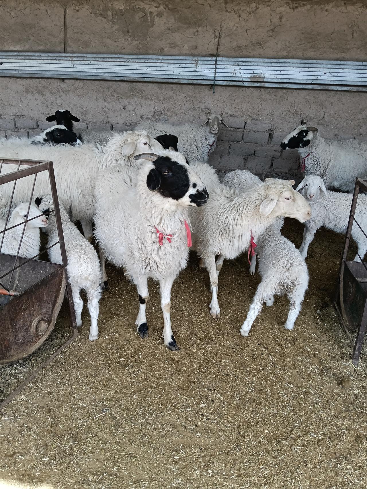 养羊多年，得出的喂羊经验，春天羊要天天喂点盐，羊吃草踏实，不容易乏。村里老李，