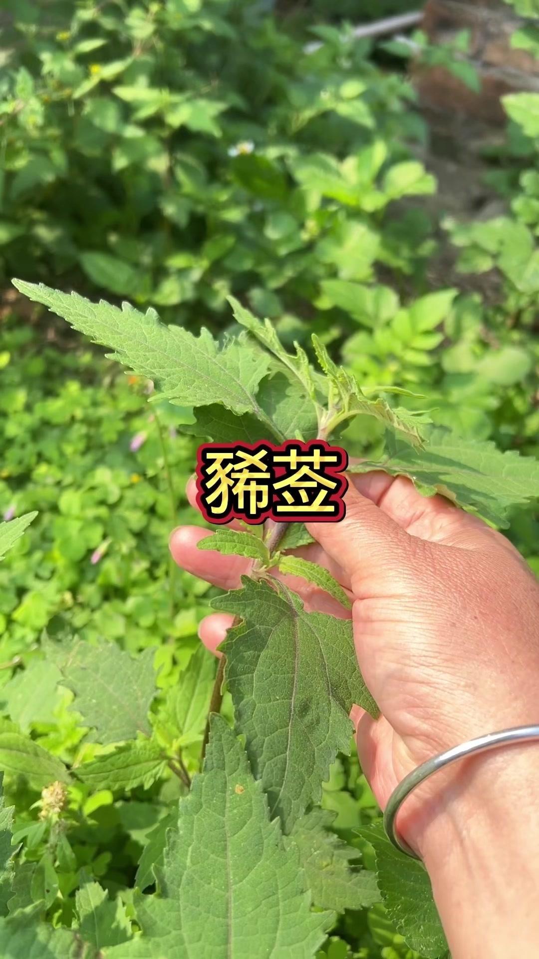🌿农村墙角常见的“杂草”，其实是西仙草（也叫肥猪苗、黏糊菜），它是菊科一年生草