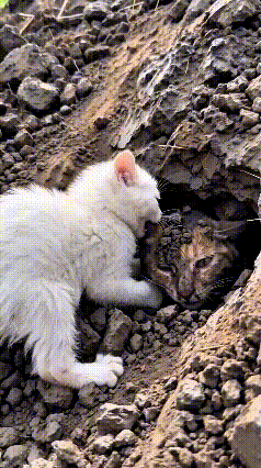 乖乖嘞，看着这一幕心里酸酸的，太让人感动了！土洞塌方，猫妈妈被埋在泥土里，就只剩