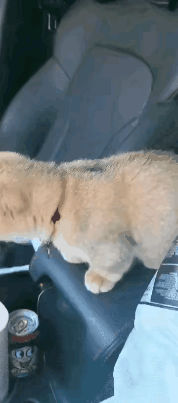 把猫咪临时留在车里，你一回来，就看见它踮着脚、扒着挡风玻璃，睁着圆溜溜的大眼睛到