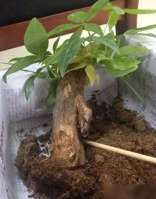 谁懂啊！养了三个月的发财树突然叶子全枯、树干皱巴巴的，我差点直接扔去楼下垃圾桶！