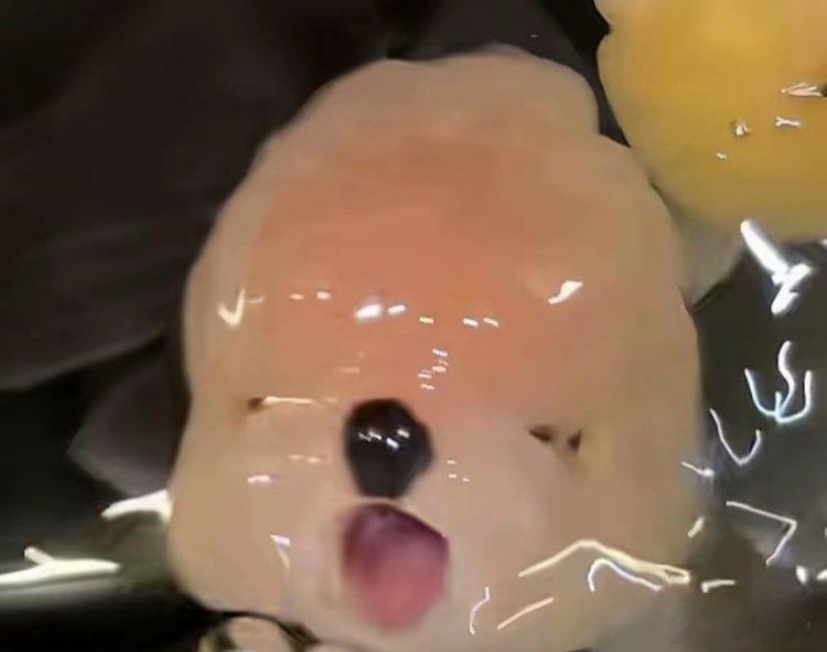 这条鱼𓆜竟然和布丁狗长得一模一样