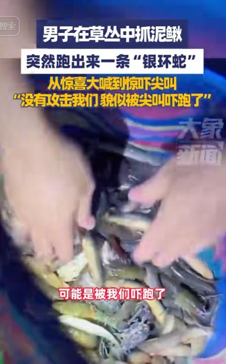 “这就是命啊！”近日，浙江义乌，一男子晚上在河边抓泥鳅，意外发现了一大窝泥鳅，于