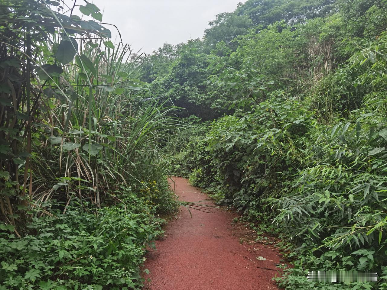 这样的原生态公园有蛇出没也很正常南岸区茶园新区刘家坪地铁站下面的木耳场水库公园