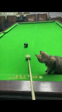 猫咪火到人民日报了！近日，山东德州，一台球室收养了一只小猫，放在球桌上，竟然还会