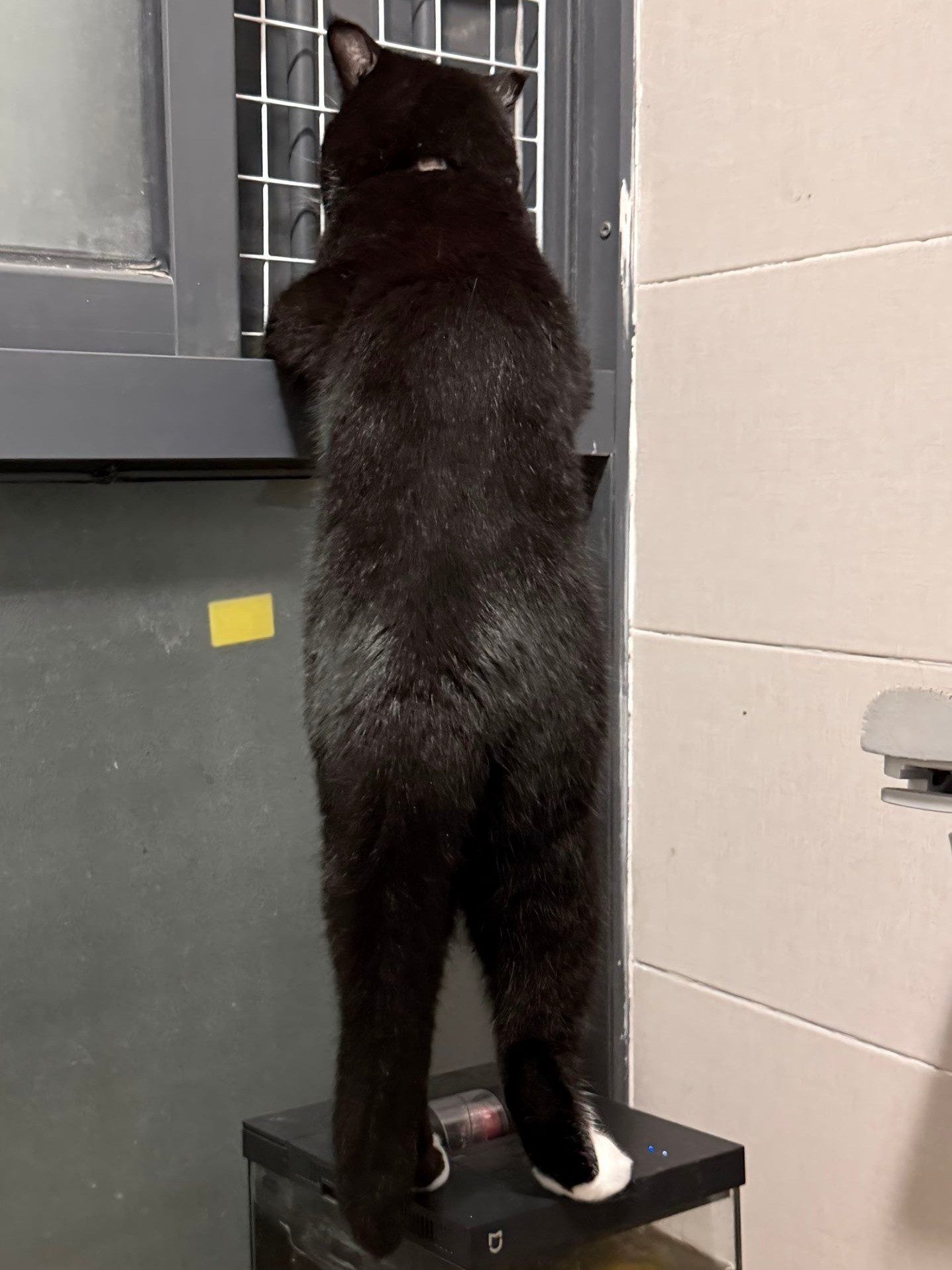 奶牛猫圆润的背影