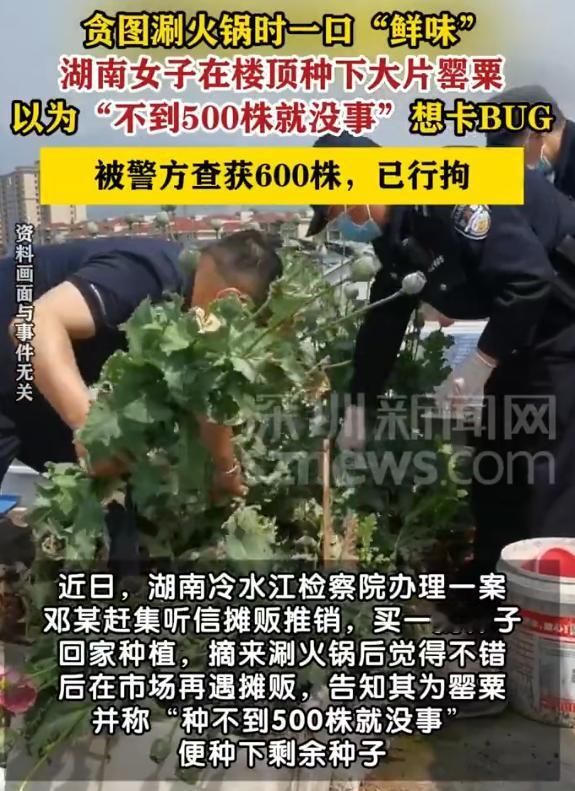 “这可太刑了！”湖南冷水江，女子赶集时被摊贩推销一款“无名种子”，称幼苗涮火锅口