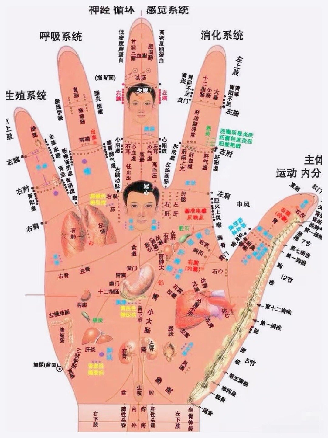 几乎失传的手诊高精图健康养生中医养生