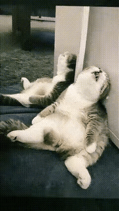 看看我家的猫咪，睡觉时四仰八叉，嘴长的漏牙，还打着呼噜。真是太不雅观了。只要看它