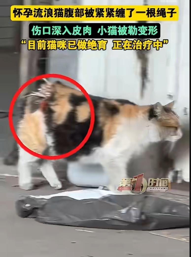 江苏苏州一只怀孕的流浪猫，肚子上紧紧勒着一根绳子，小猫在肚子里被勒得变了形，根本