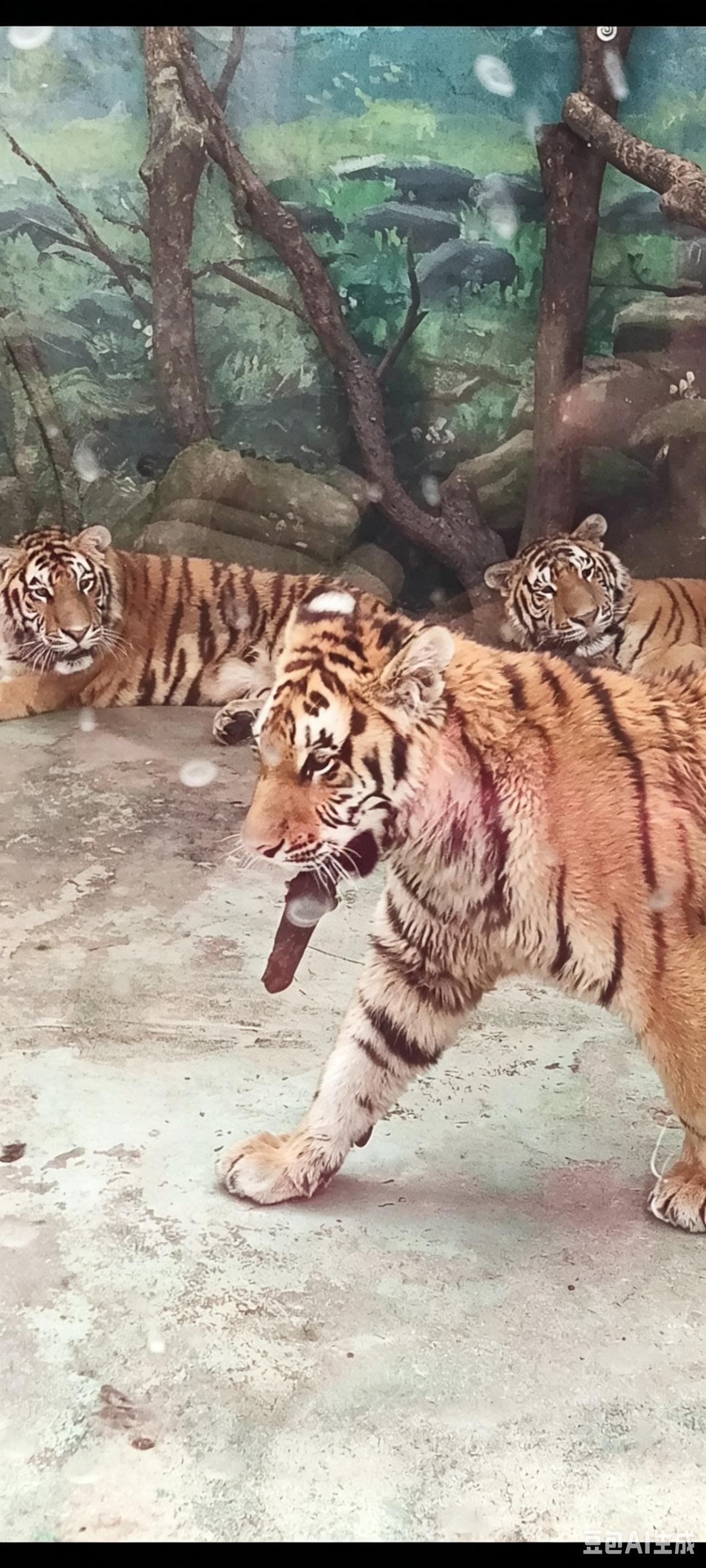 西安秦岭野生动物园·中型猛兽展区的老虎室有五六只，但是暂时没有提供饮用水。一只