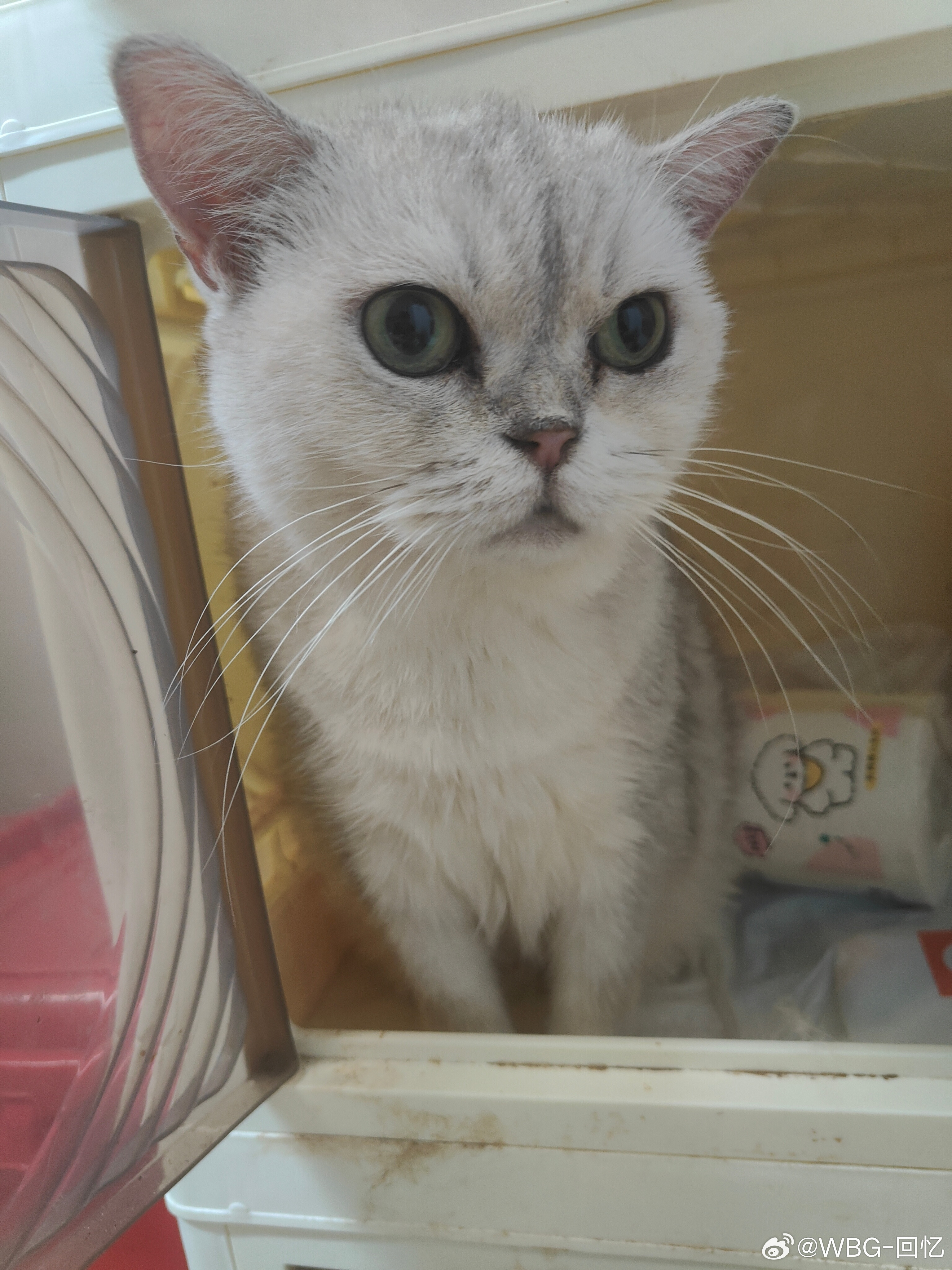 诗意回忆铛铛铛，小猫咪出没