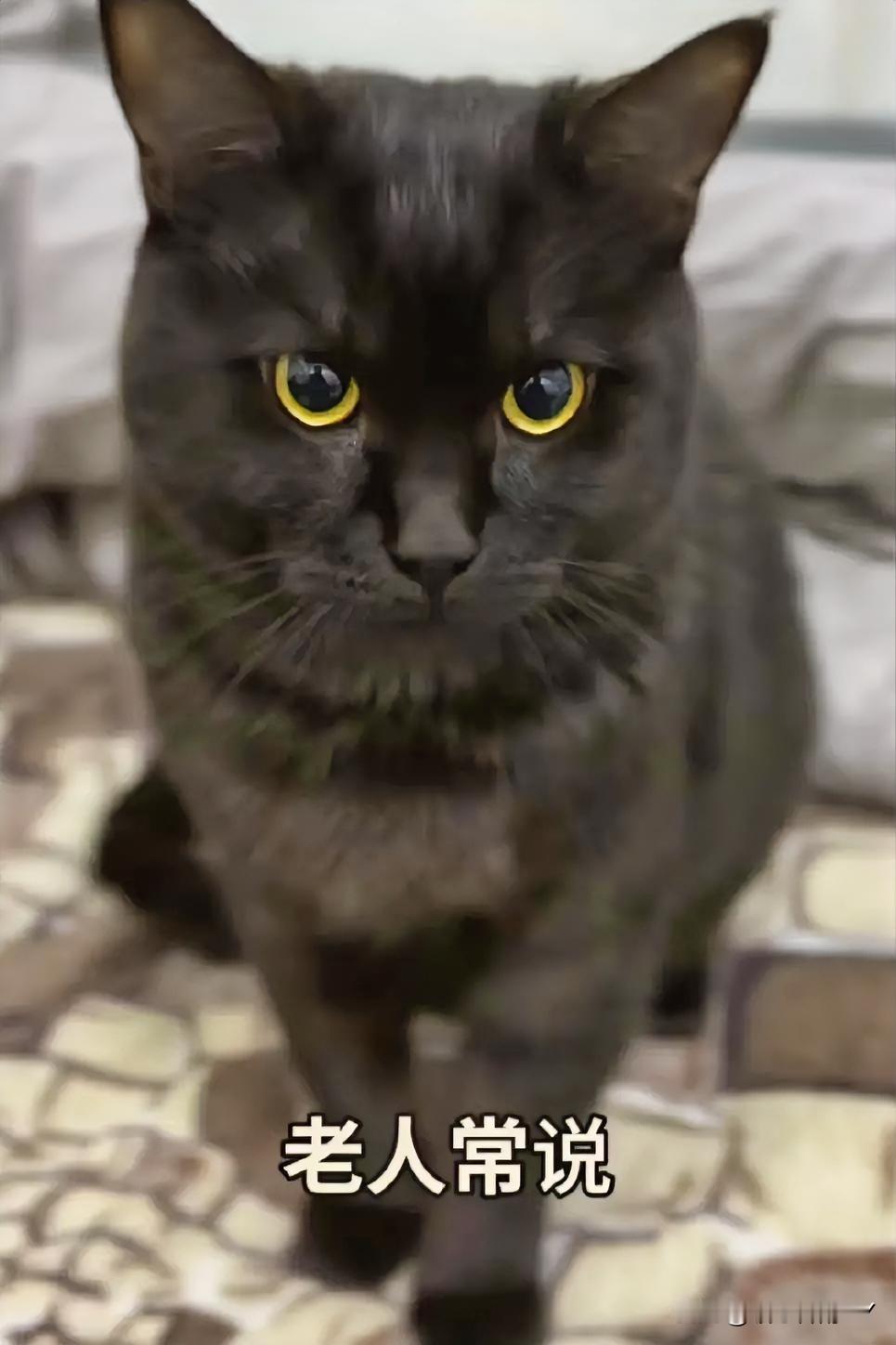 在养猫这件事上，老辈人常说：养猫需福报，这话并非空穴来风，有灵气猫咪气场强大，磁