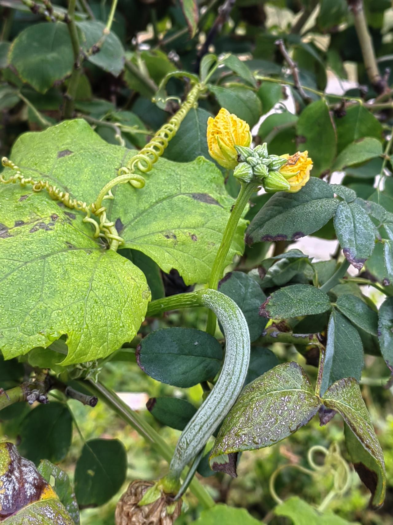 某退休办的小同志遇到了“大”麻烦。单位派车服务老同志体检，他陪同，热情周到，腿