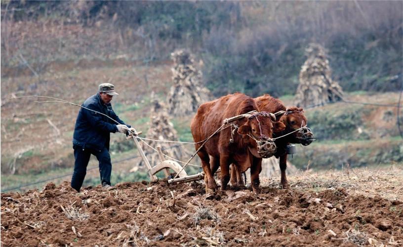 上联：织女断机杼下联：牛郎毁耕犁
