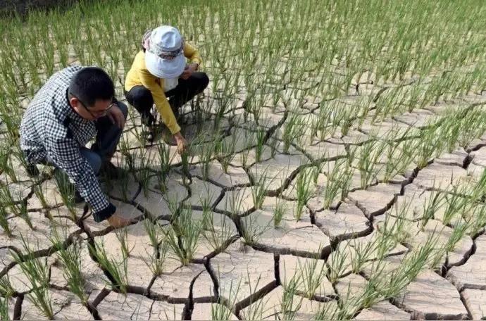 今天是“谷雨”。在农村，有一句谚语叫做“谷雨前后，种瓜点豆”，就是说谷雨前后正是