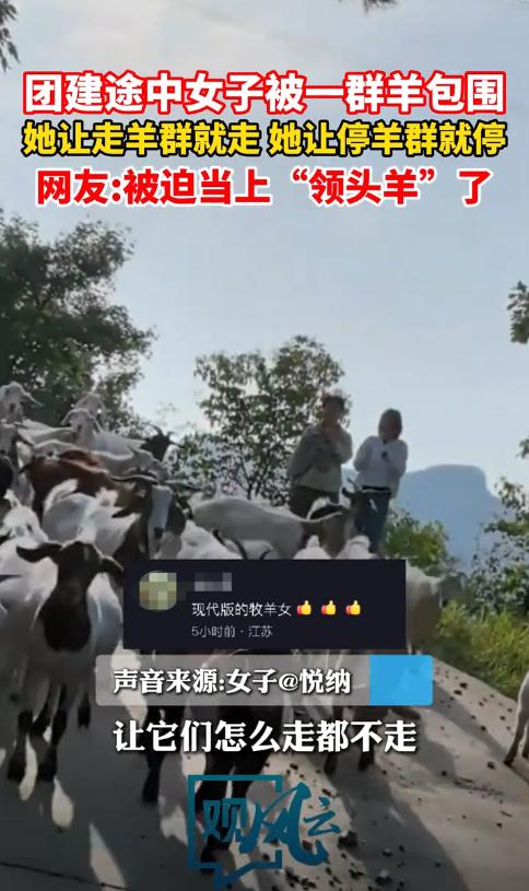 “解释不清了！”河北顺德，一女子出来采蘑菇，意外找到了一群羊，羊群看到女子后就围