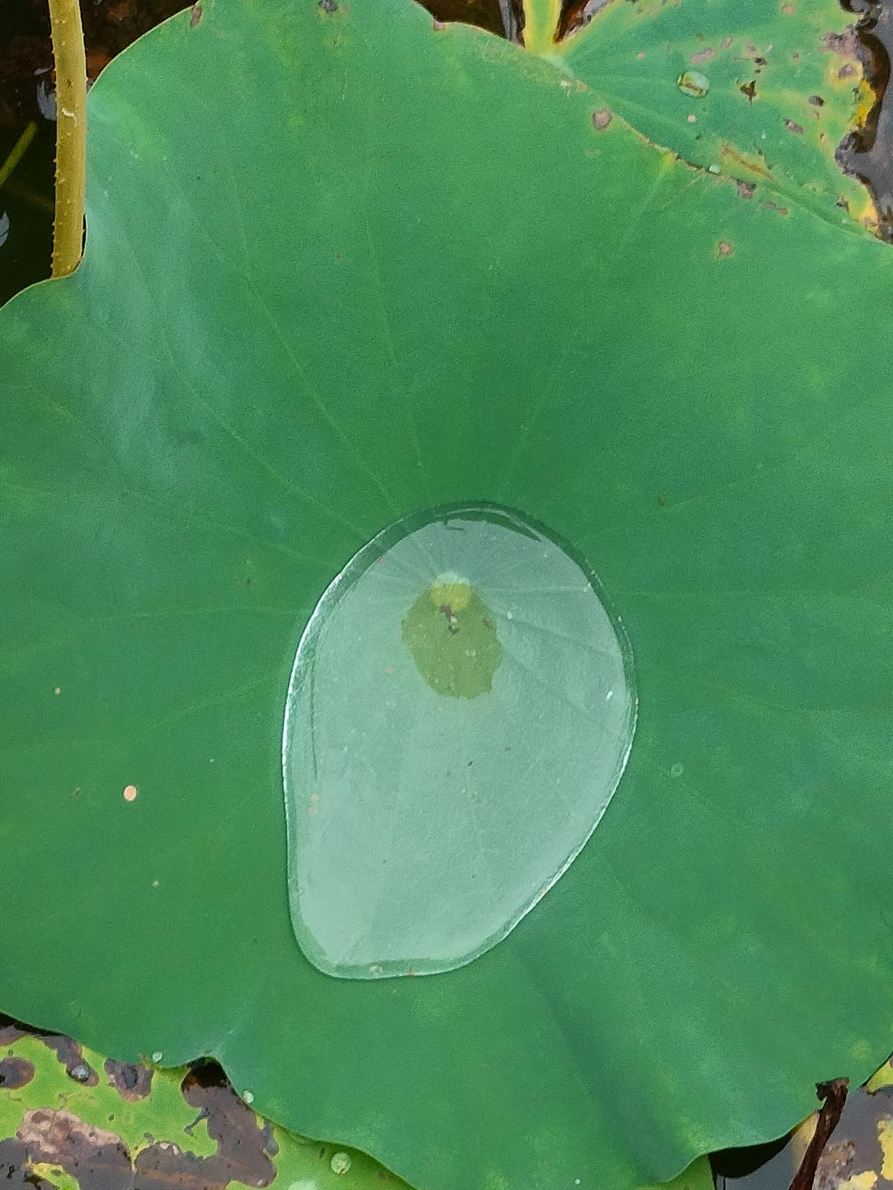 这可是雨后独有的景色。我和老公去植物园看荷花，盛开的荷花已经很少了，但是并不遗憾