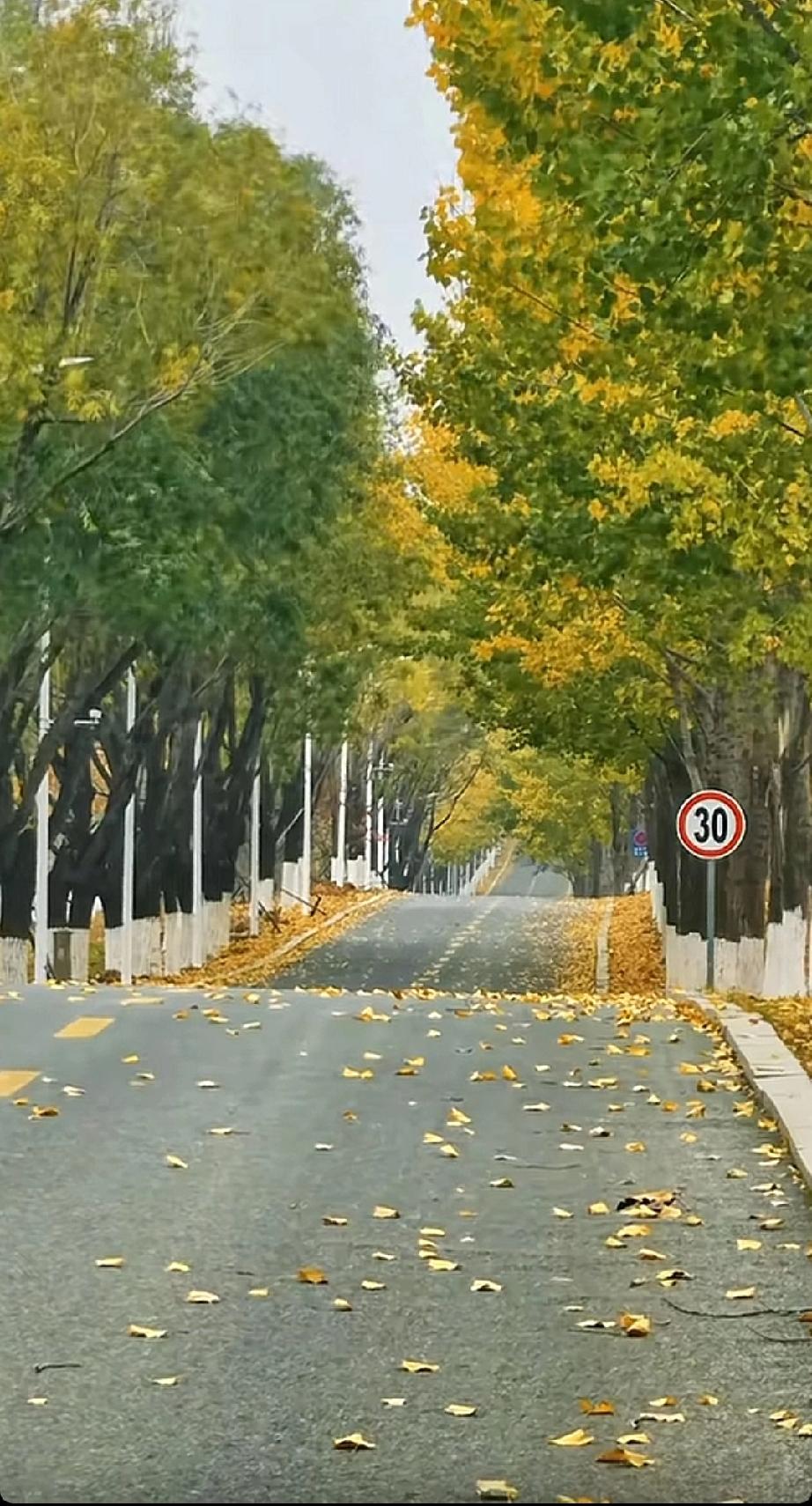 网友拍的烟台一个新的非常适合打卡的地方，可惜现在去大概树叶落光了也被打扫干净了，