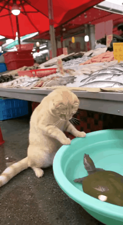 “一名男子带着自家的猫咪去菜市场，猫咪在水产摊前徘徊，希望能找点小鱼小虾吃。猫咪