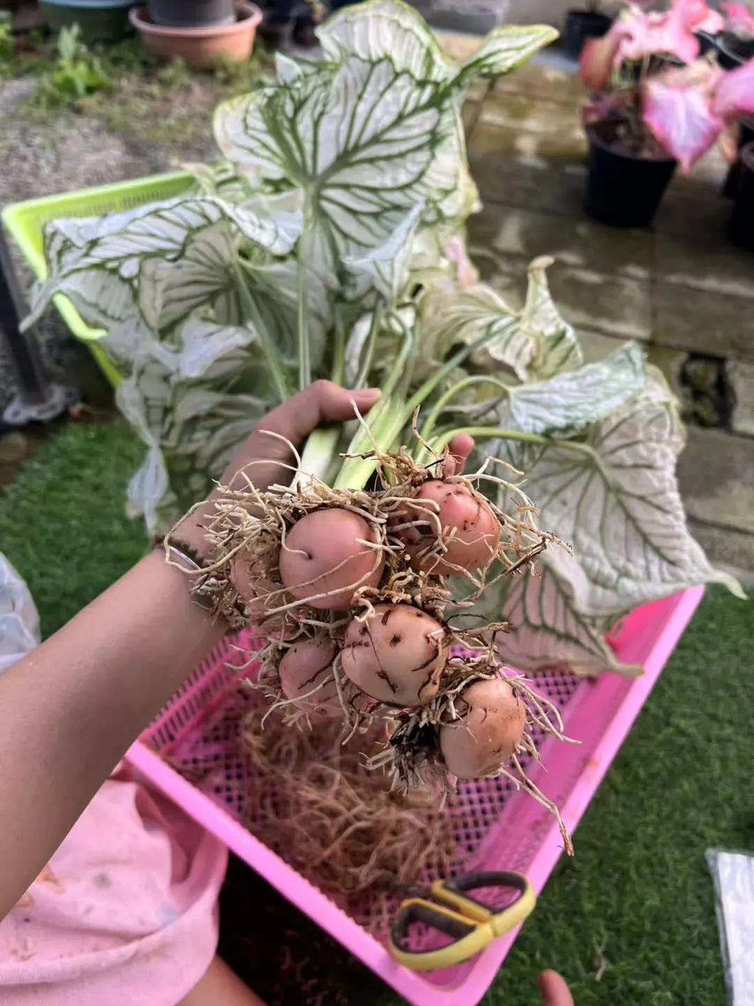 大芋头
