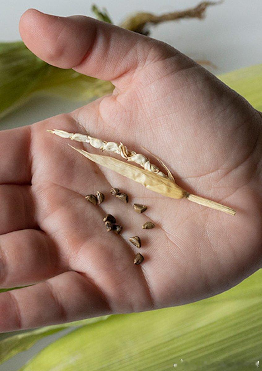 你能想象今天烤得金黄软糯、饱满多汁的现代玉米，在9000年前竟然只是一种名为T