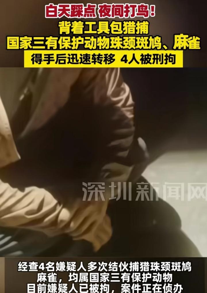近日，江苏一地四人用弹弓捕猎斑鸠和麻雀，被警方抓获。目前四名嫌疑人已被刑拘，案件