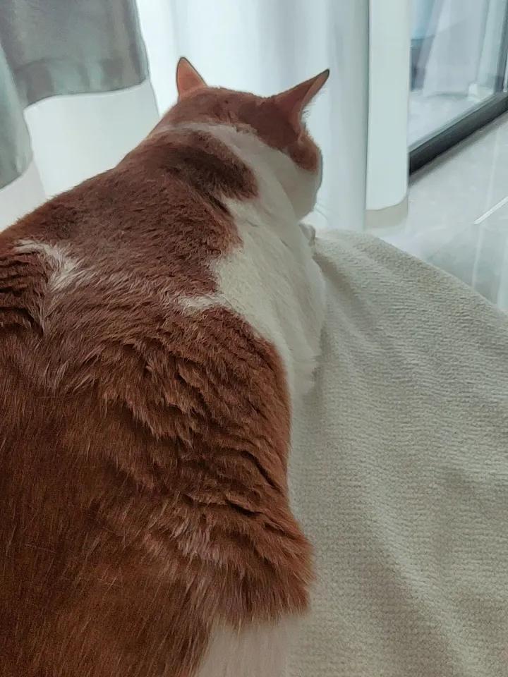 慵懒猫咪在窗边小憩，暖阳洒满整个房间