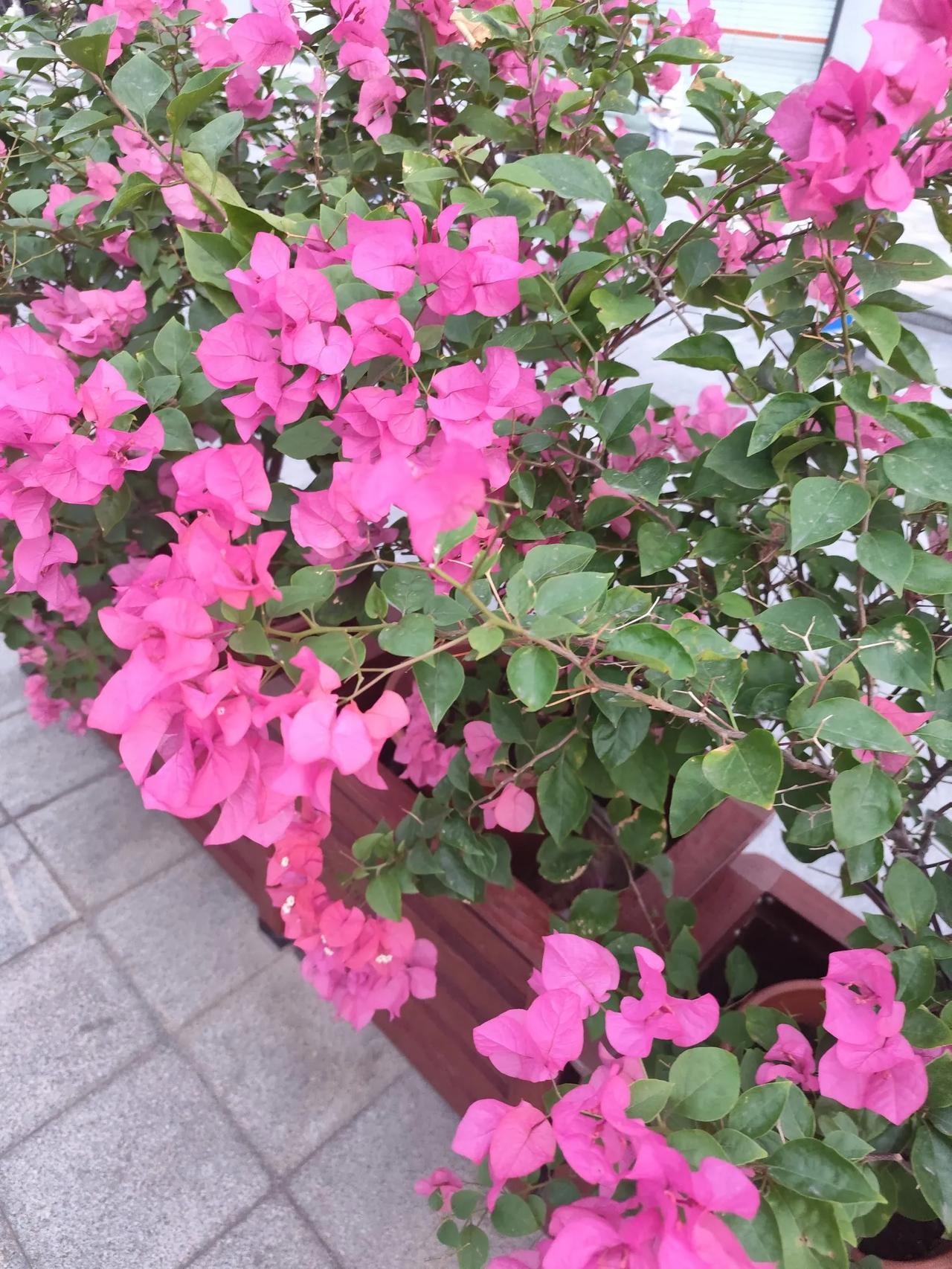 马光远说房产税最近不可能收，因为现在房地产市场有点风吹草动就会崩盘，不是好时机。