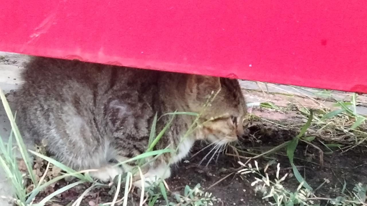 分享一张最近随手拍的照片倦意“猫咪”。