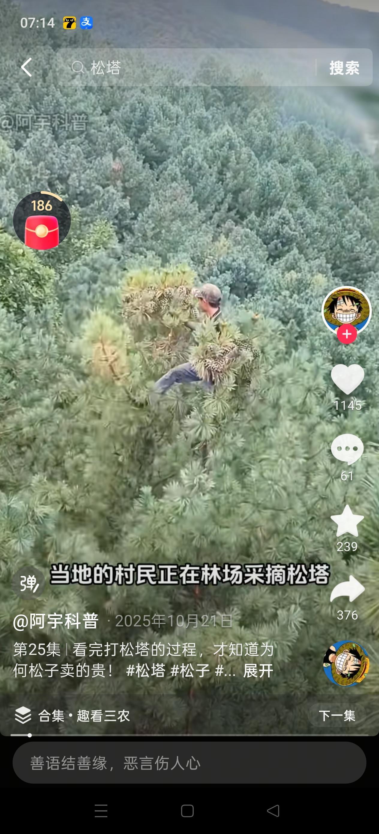 说真的，给我开再多日薪我也不敢去东北打松塔。那些能赚单日三千的传说背后全是拿命换的，树龄三十年的红松