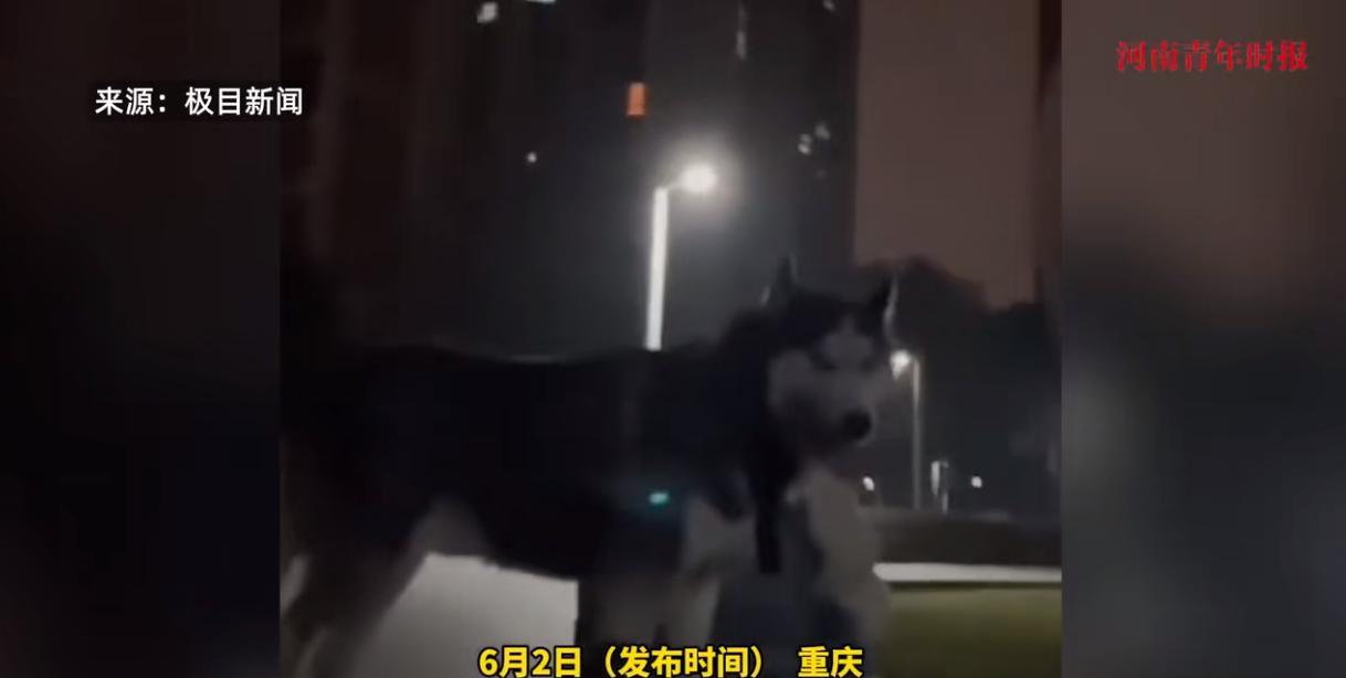 “必须严惩！”2月24日，重庆，一男子在小区里发现两个女孩遛狗不牵绳，便上前提醒