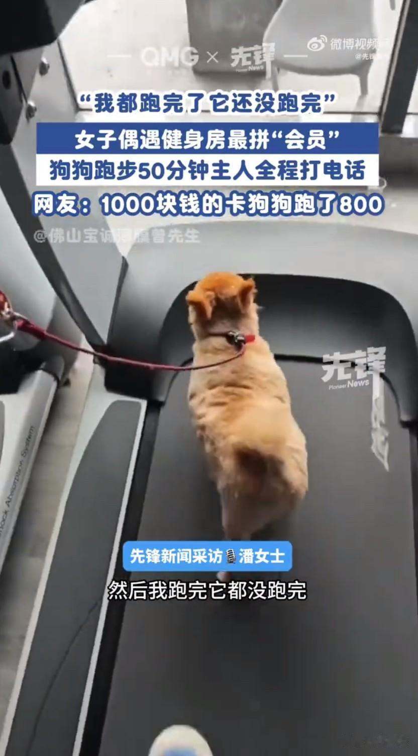 小狗健身房被动跑50分钟！主人插兜打电话，网友笑侃卡钱全让狗挣了广东佛山一家